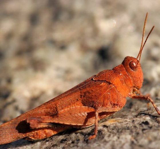 Konik polny, sprzęt do makrofotografii, poradnik co kupić dla fotografa