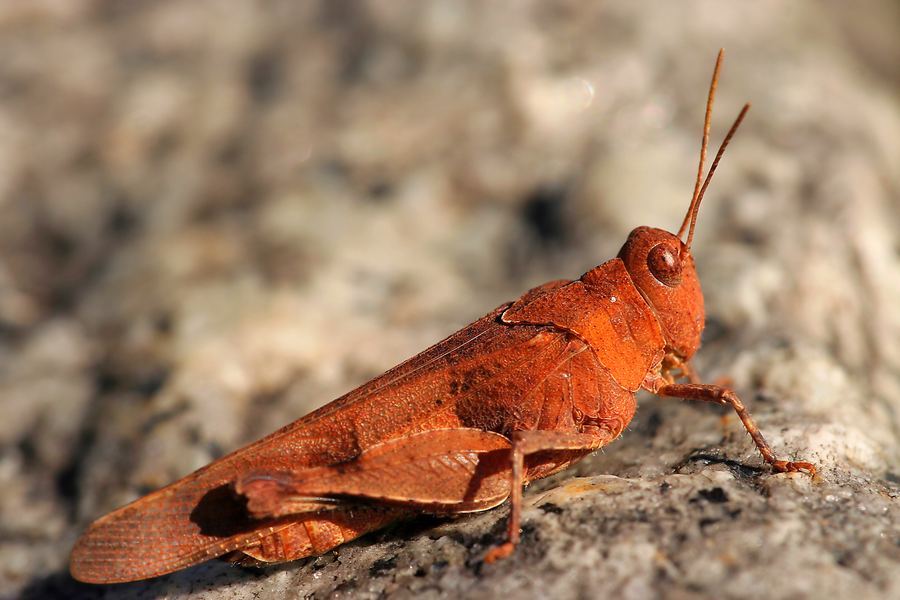 Konik polny, sprzęt do makrofotografii, poradnik co kupić dla fotografa