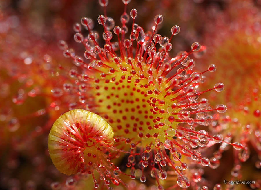 Drapieżna rosiczka, sprzęt do makrofotografii, Wrzosowa Kraina