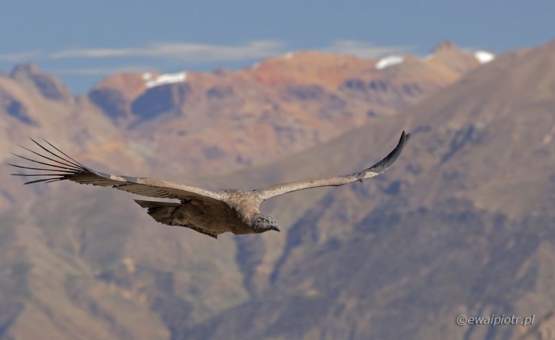 ptak zamrożony w locie
