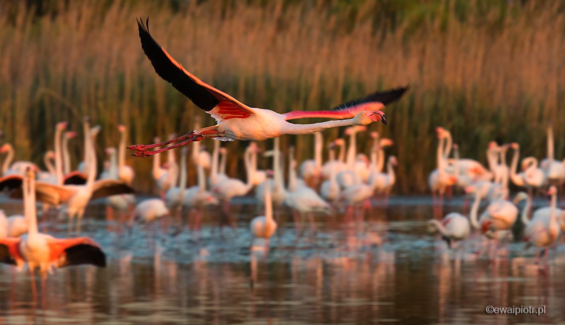 dynamiczne zdjęcie flamingów