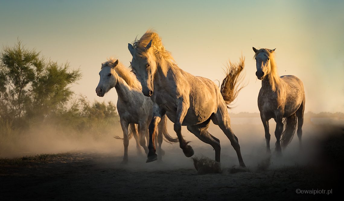 dynamiczne ujęcia, konie
