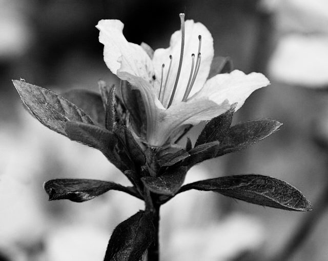 jak przerobić zdjęcie na czarno-białe