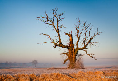Dęby rogalińskie - Jak zrozumieć histogram