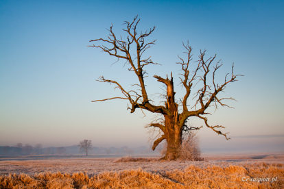 Dęby rogalińskie - Jak zrozumieć histogram