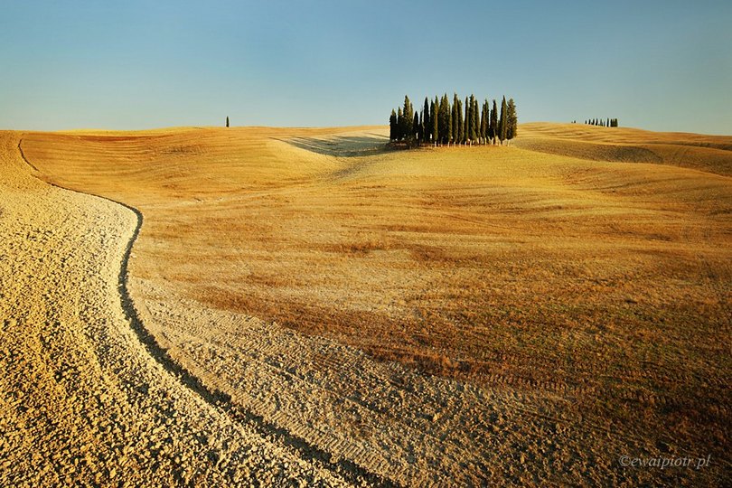 cyprysy jesienią, prosta kompozycja, poradnik fotograficzny