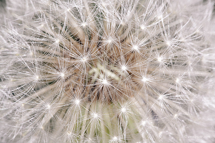 konstruktywna krytyka, dmuchawiec