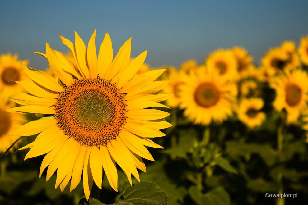 jak działa priorytet przysłony