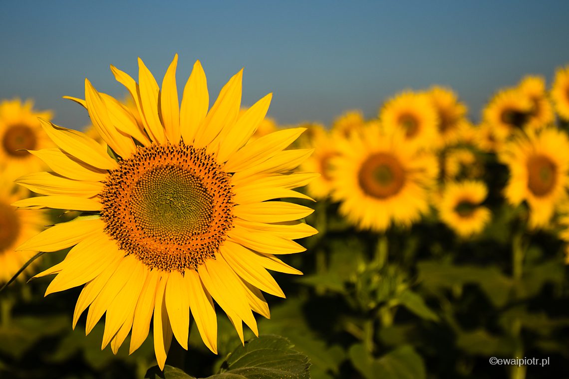 jak działa priorytet przysłony