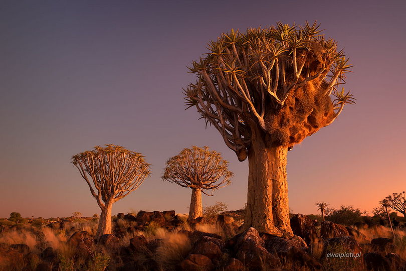 Drzewa kołczanowe w niebieskiej godzinie, Namibia
