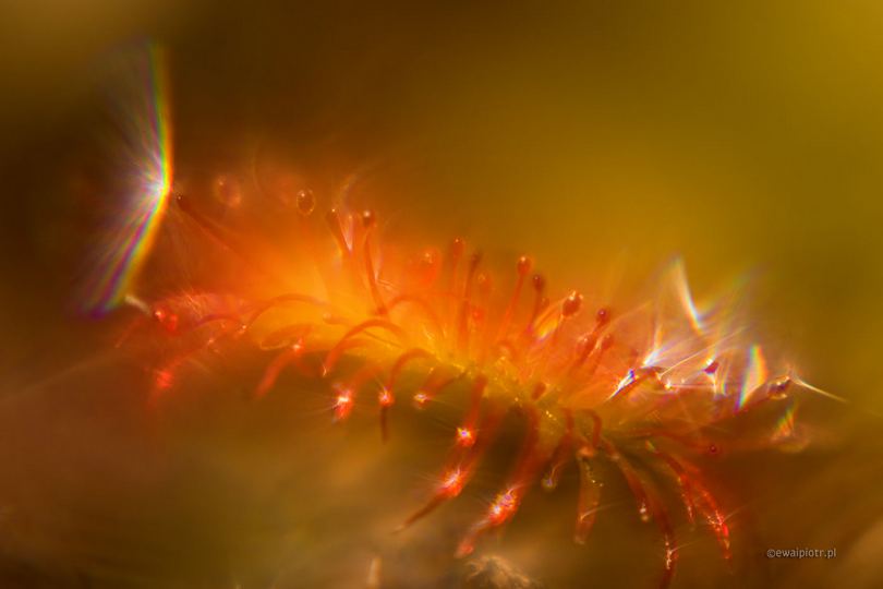 Efekt flary z powodu soczewki makro, rosiczka