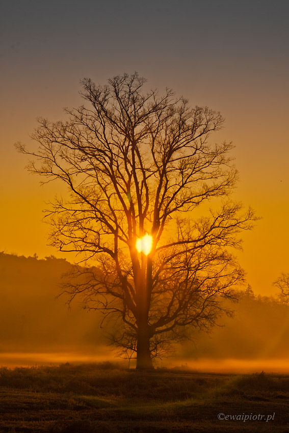 Ładny efekt flary, jak wykorzystać bliki