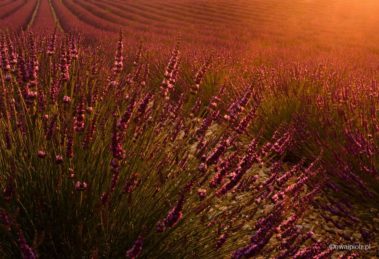 Efekt flary w lawendzie, Prowansja