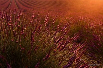 Efekt flary w lawendzie, Prowansja