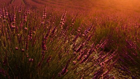 Efekt flary w lawendzie, Prowansja