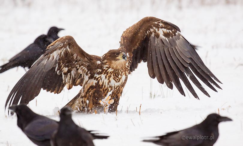 Bielik i kruki, jak działa funkcja Auto ISO, kiedy korzystać z Auto ISO, poradnik