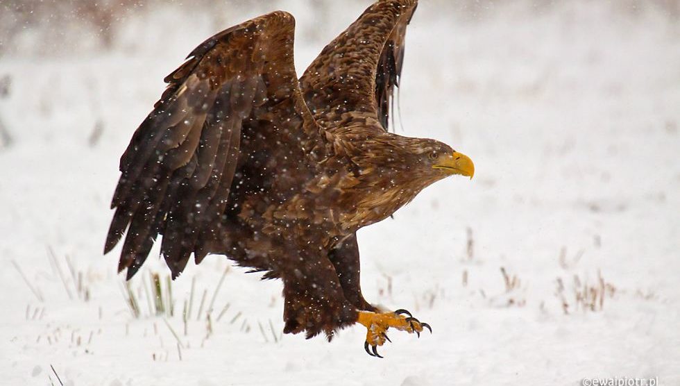 Lądujący bielik, funkcja auto ISO, jak ustawić, poradnik, jak działa Auto ISO