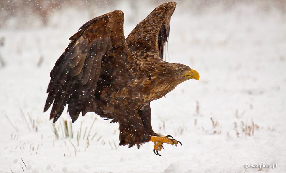 Lądujący bielik, funkcja auto ISO, jak ustawić, poradnik, jak działa Auto ISO