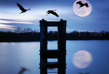 fotomontaż, krajobraz z ptakami i księżycem