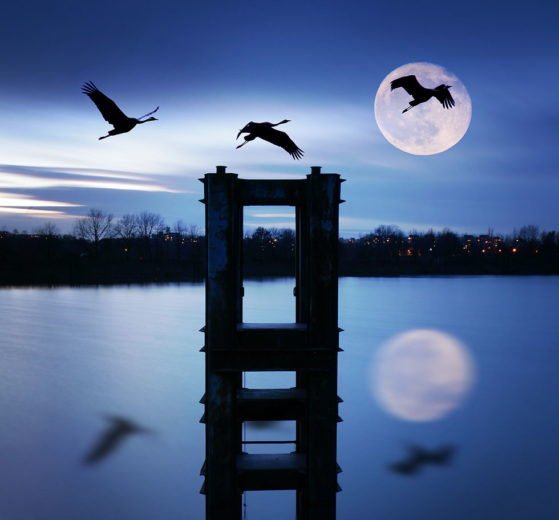 fotomontaż, krajobraz z ptakami i księżycem