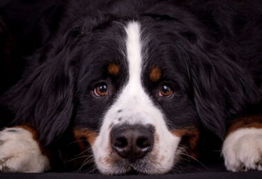 Zawodowy fotograf psów Łukasz Grudzień - wywiad