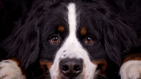 Zawodowy fotograf psów Łukasz Grudzień - wywiad