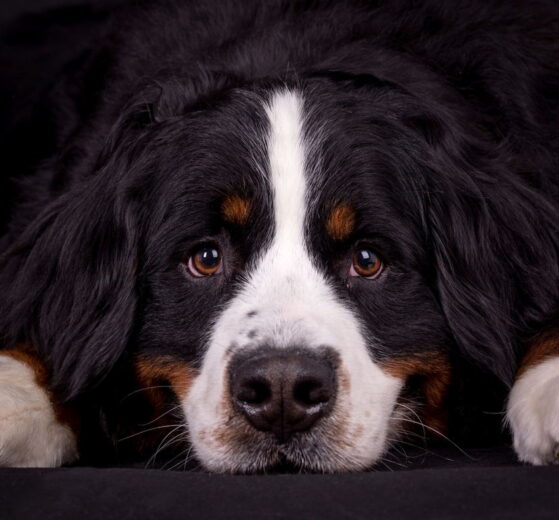 Zawodowy fotograf psów Łukasz Grudzień - wywiad