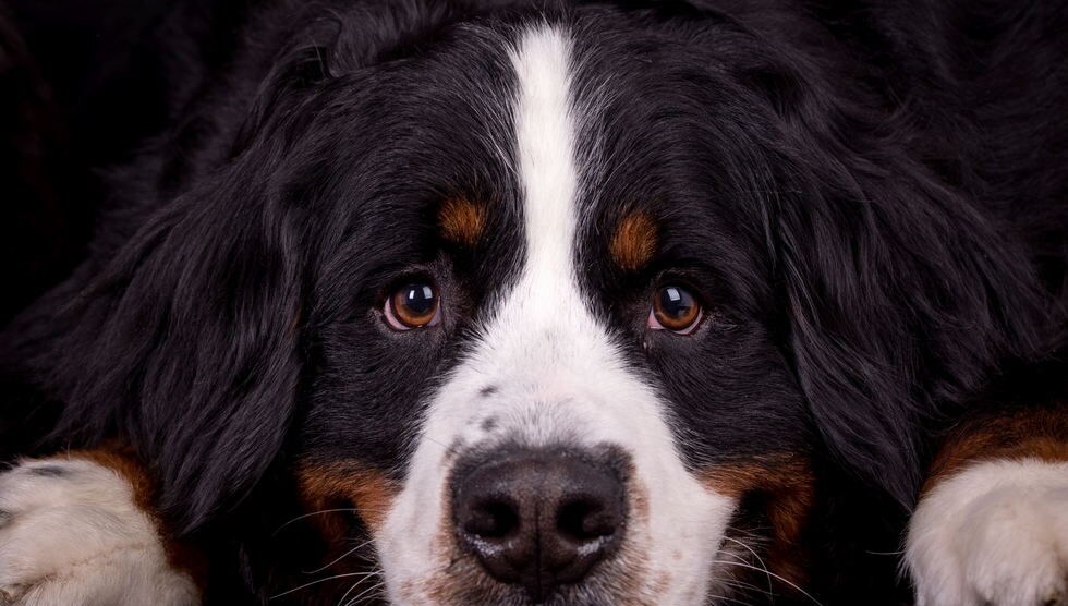 Zawodowy fotograf psów Łukasz Grudzień - wywiad