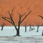SyncToy - automatyczna kopia bezpieczeństwa zdjęć, Namibia, martwe drzewa na pustyni, Deadvlei