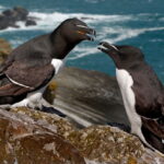 Ptasia Islandia - wyprawa przyrodnicza