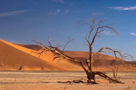 Akacja na pustyni Namib, Namibia, 5 problemów z fotografowaniem krajobrazów, poradnik fotograficzny