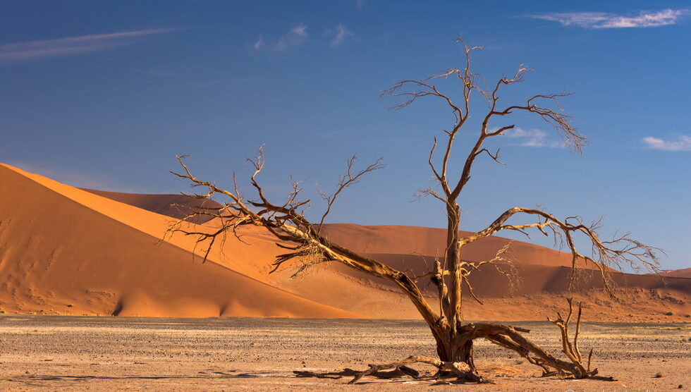 Akacja na pustyni Namib, Namibia, 5 problemów z fotografowaniem krajobrazów, poradnik fotograficzny