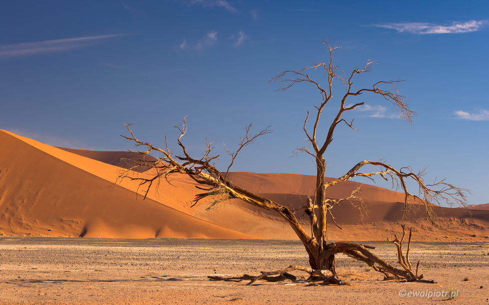 Akacja na pustyni Namib, Namibia, 5 problemów z fotografowaniem krajobrazów, poradnik fotograficzny