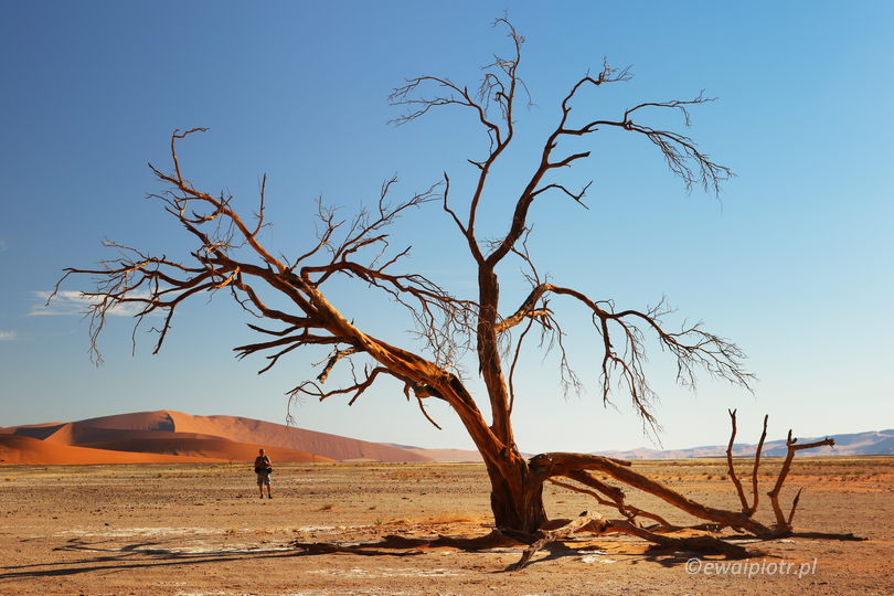 Akacja na pustyni i fotograf, Namibia