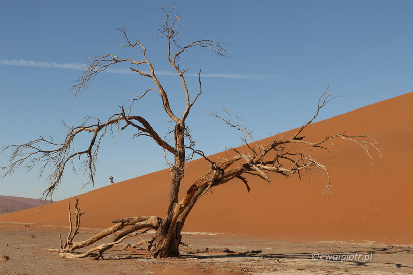 Akacja, wydma i fotograf, Namibia
