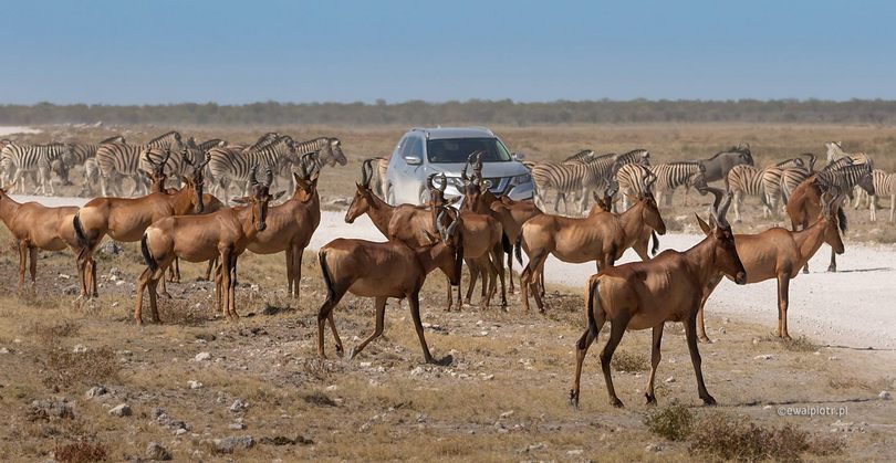 Antylopy na drodze w Etoszy, Namibia