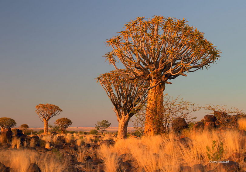 Drzewa koÅ‚czanowe przed Å›witem, Namibia, rozmowa Fotezji o fotografowaniu w Namibii