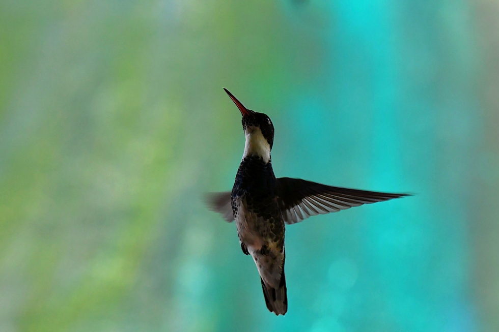 Paragwaj i Iguazu - wyprawa przyrodnicza, wyprawa ornitologiczna