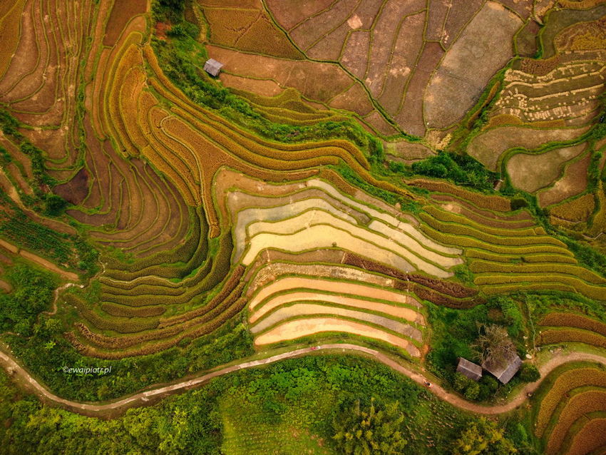 Pola ryżowe z drona, Wietnam, fotografowanie w Wietnamie