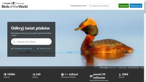 Baza obserwacji ptaków świata
