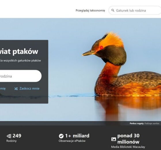 Baza obserwacji ptaków świata