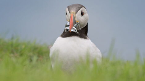 Jak sfotografować maskonura, poradnik fotografowania ptaków