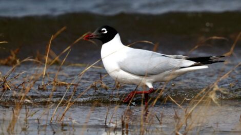 Mewa reliktowa w Korei