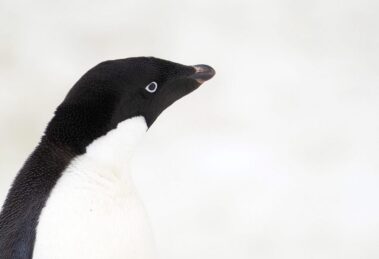 Pingwin białooki na tle śniegu