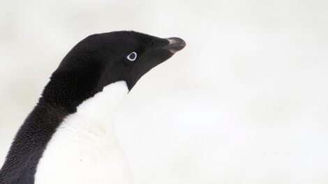 Pingwin białooki na tle śniegu