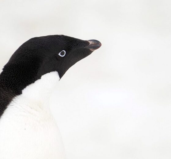 Pingwin białooki na tle śniegu