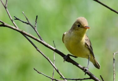 Wabić ptaki czy nie wabić - Podenerwowany zaganiacz