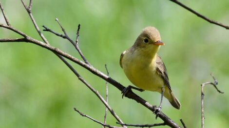 Wabić ptaki czy nie wabić - Podenerwowany zaganiacz