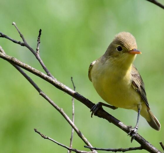 Wabić ptaki czy nie wabić - Podenerwowany zaganiacz