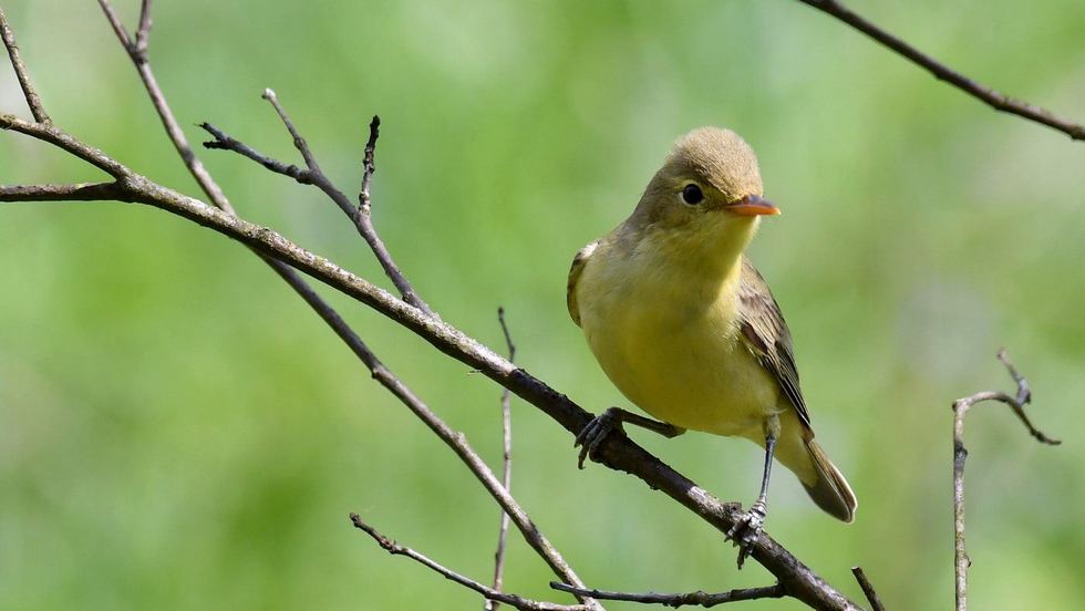 Wabić ptaki czy nie wabić - Podenerwowany zaganiacz